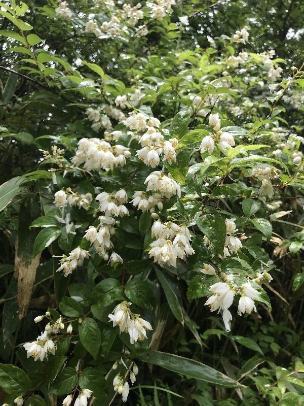 金時山の花たち | 醍醐山と下部（しもべ）温泉 - 楽天ブログ
