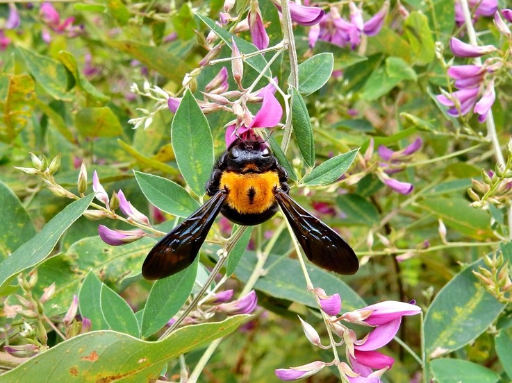 クマンバチ5.JPG
