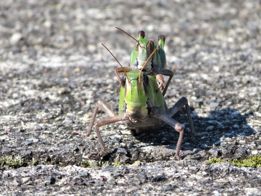 玉ネギを植える 鳥 キセキレイ エナガ カワセミ 昆虫 トノサマバッタ 大分金太郎の花鳥蝶月 楽天ブログ