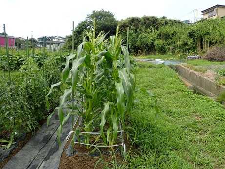 トウモロコシ雌花 雌花と夏野菜収穫 葉山農園 7月下旬 暇人主婦の家庭菜園 楽天ブログ
