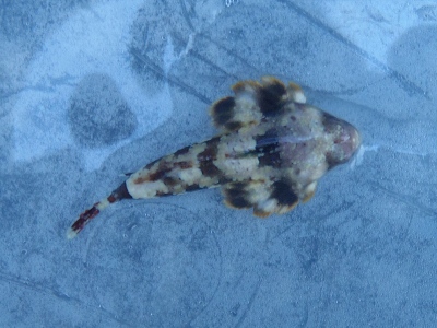 沖縄磯採集2012年8月下旬41　コウワンテグリ（Neosynchiropus ocellatus）