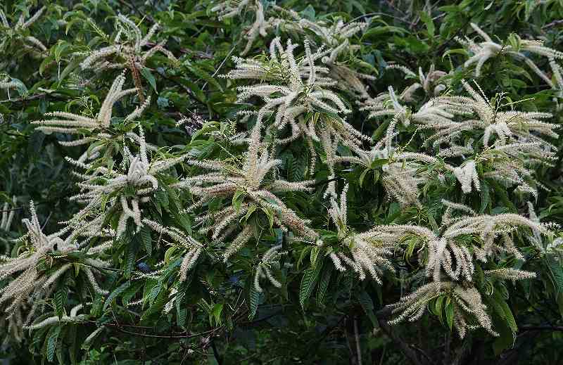 IMG_1987 (800x519).jpg