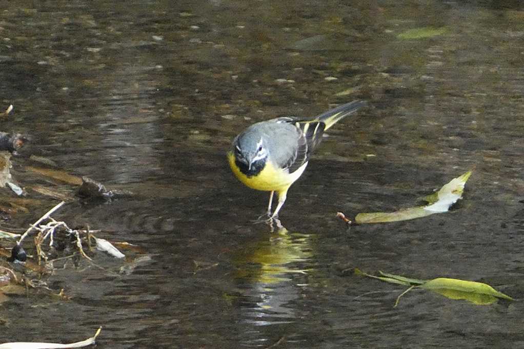 515