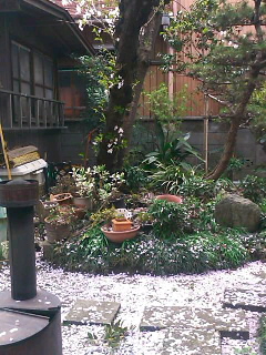 庭の桜吹雪.jpg