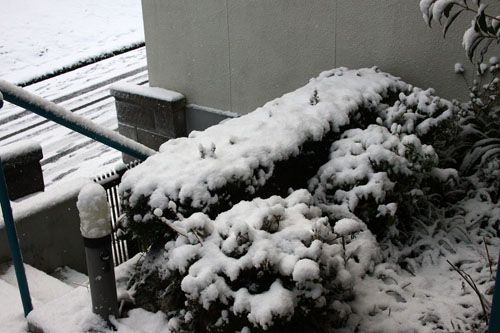 雪の朝　28.1.19-4.jpg