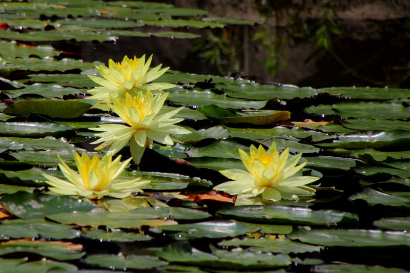 長居植物園_14-4.jpg