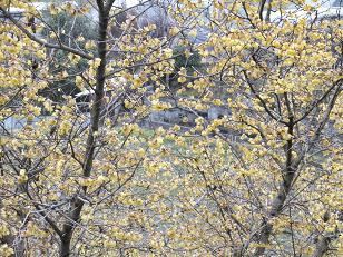 DSCF2717.jpg