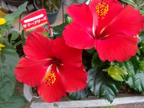 花 014.jpg