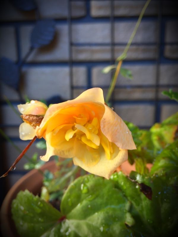 rblog-20151229110936-01.jpg