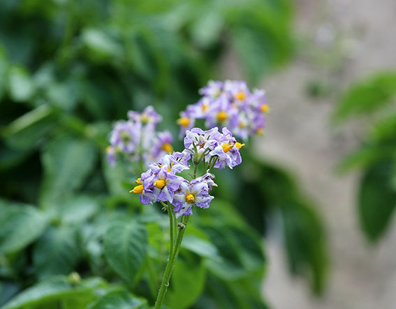 ジャガイモの花♪