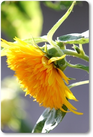 ヒマワリ-2 13.9.18