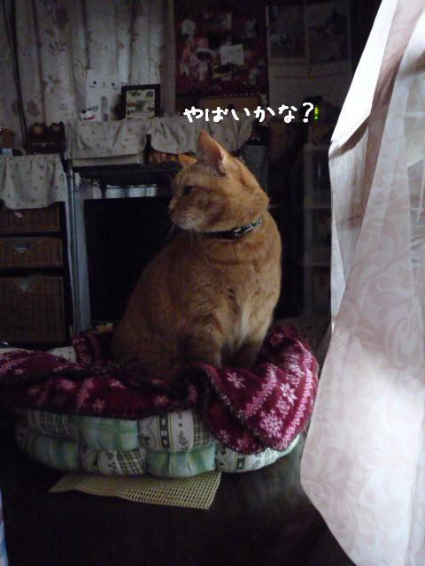 さすがのふくも