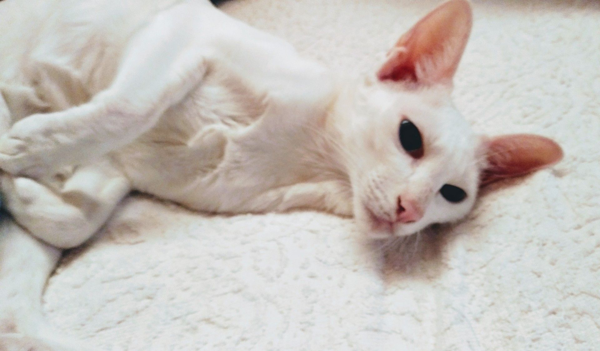 ブリュレ バームクーヘン 淡路島 甘いもの お土産 オリエンタルショートヘア 猫 過保護な猫飼い 楽天ブログ