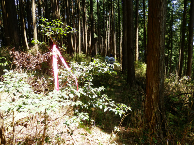 P5020744.jpg
