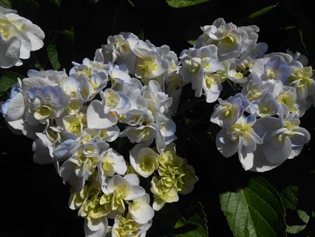 花のお寺「本勝寺」の紫陽花