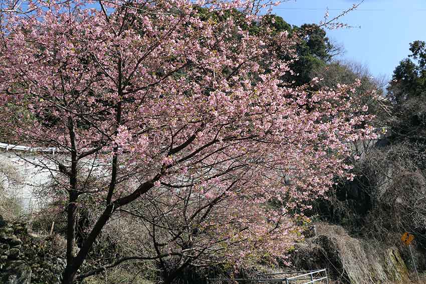 花 の記事一覧 すえドン の四方山話 楽天ブログ