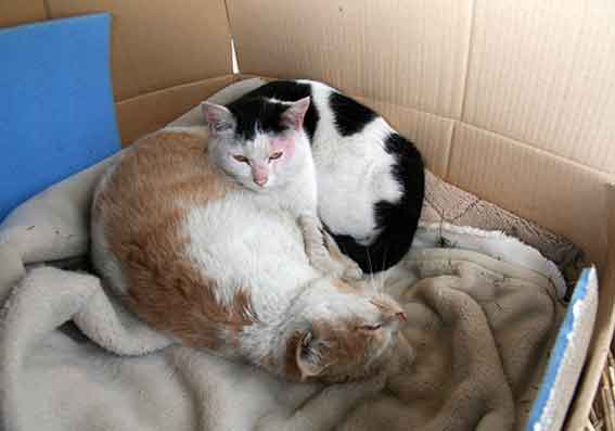 我が家のニャンコ♪2016/1/30-03