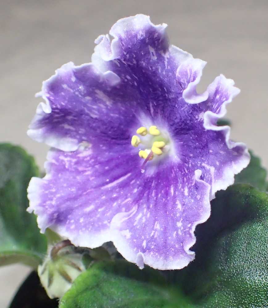 セントポーリア の記事一覧 Nenttohのブログ セントポーリアの花のご紹介 Site Introduces Africanviolet Saintpaulia 楽天ブログ