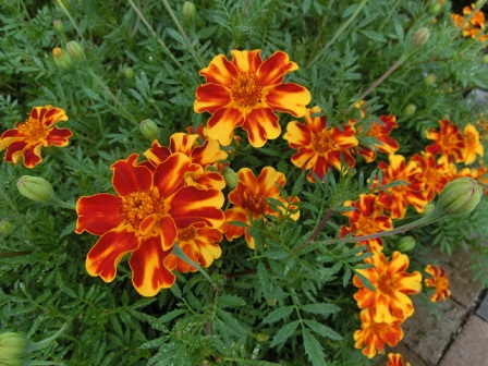 マリーゴールド