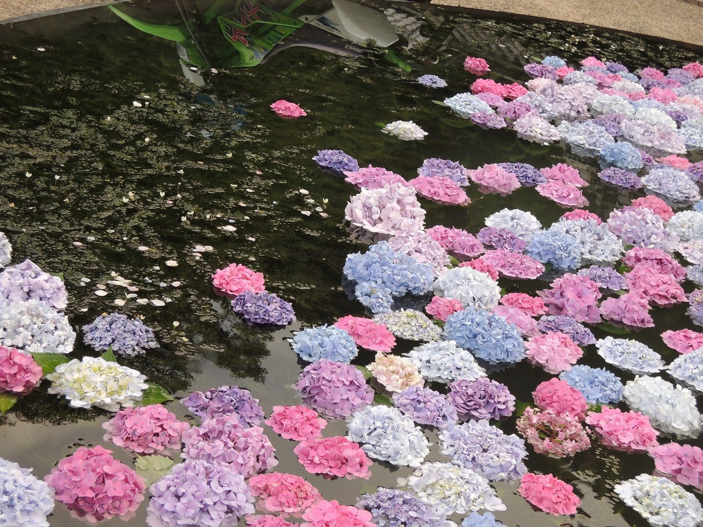 久安寺さんの具足池の紫陽花 たけたけの休日 バイクとお寺と登山 楽天ブログ