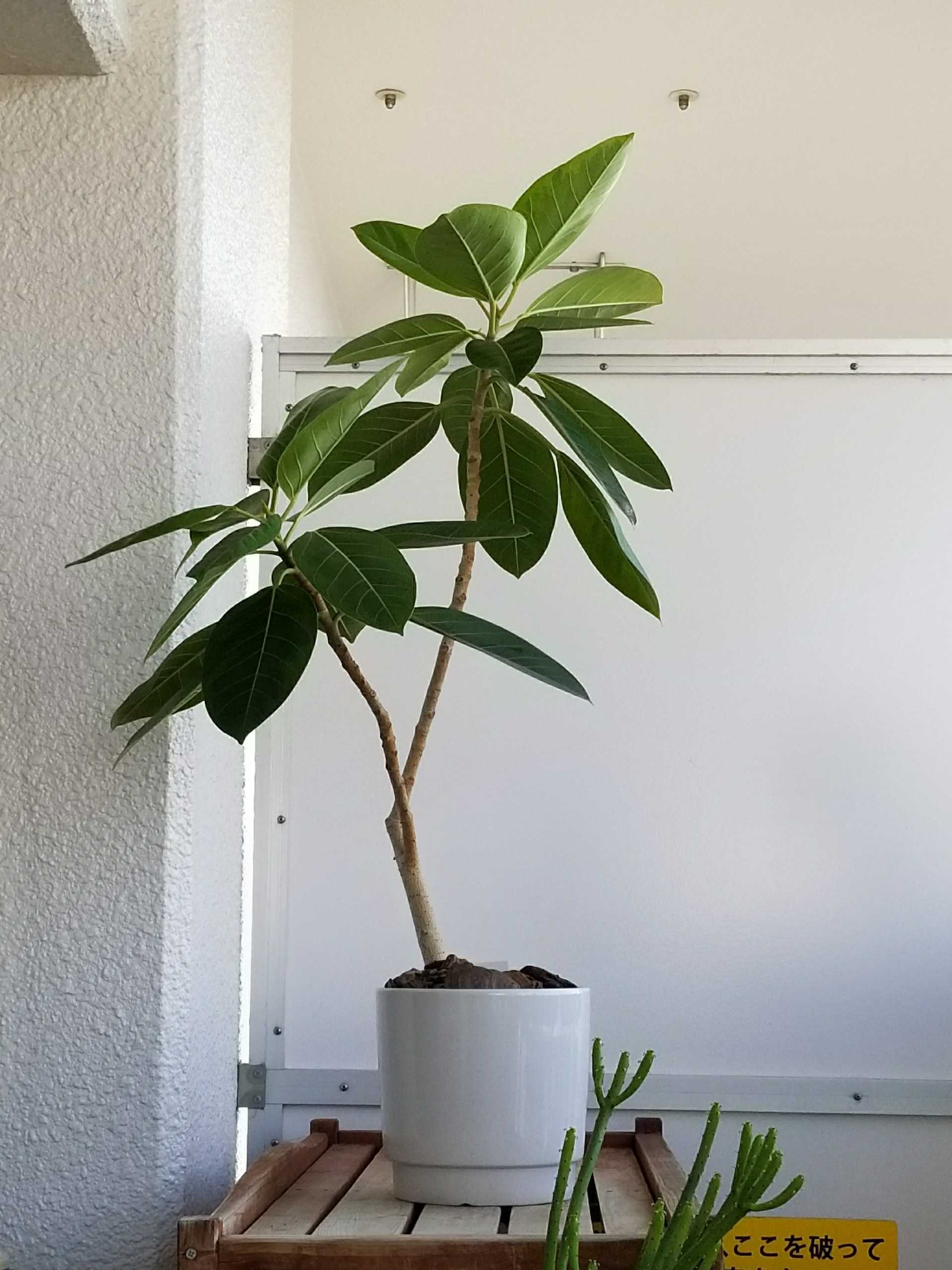 観葉植物 デルオの多肉日記 楽天ブログ