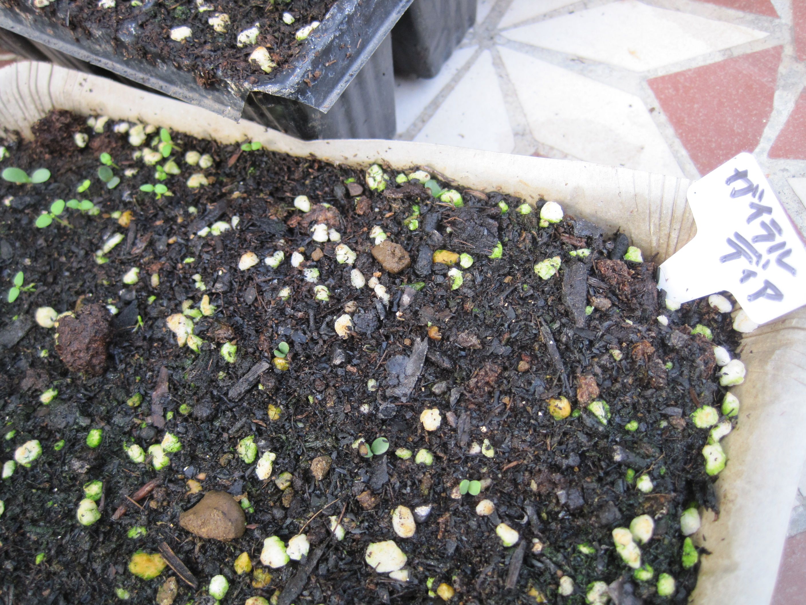 種まきをした苗のその後 ガイラルディア ストック パンジー ビオラ たねをまく日々 楽天ブログ