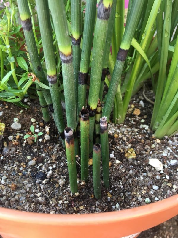 竹みたいな植物 トクサ 増やし方 イッシーのマイレコ（my 楽天ブログ
