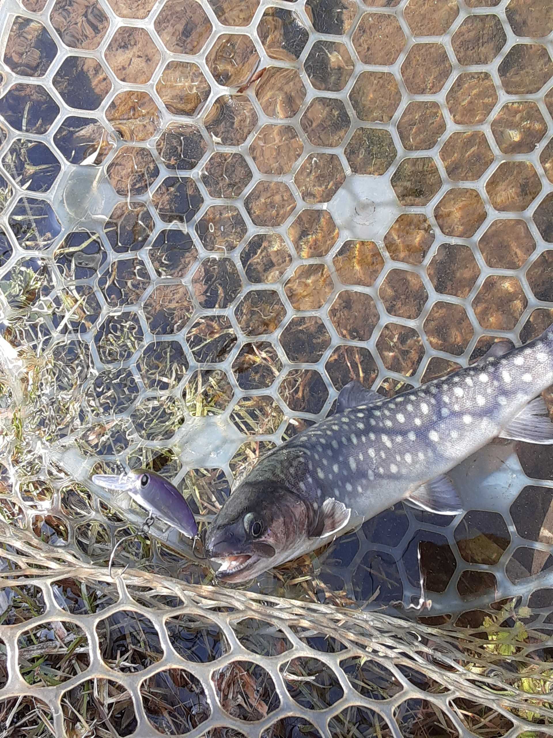 私的魚図鑑 イワナ タカの管釣り釣行記 楽天ブログ