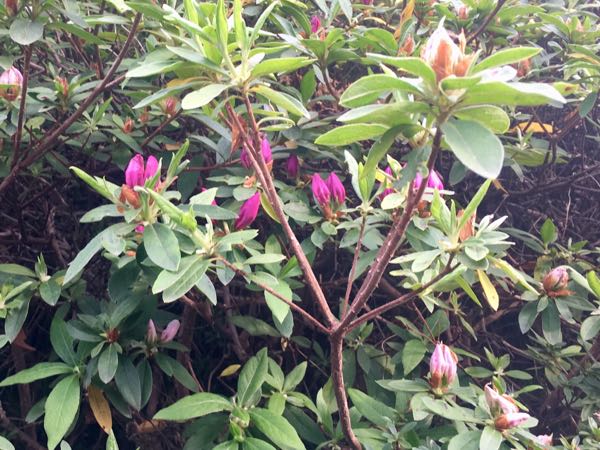rblog-20180411234747-01.jpg
