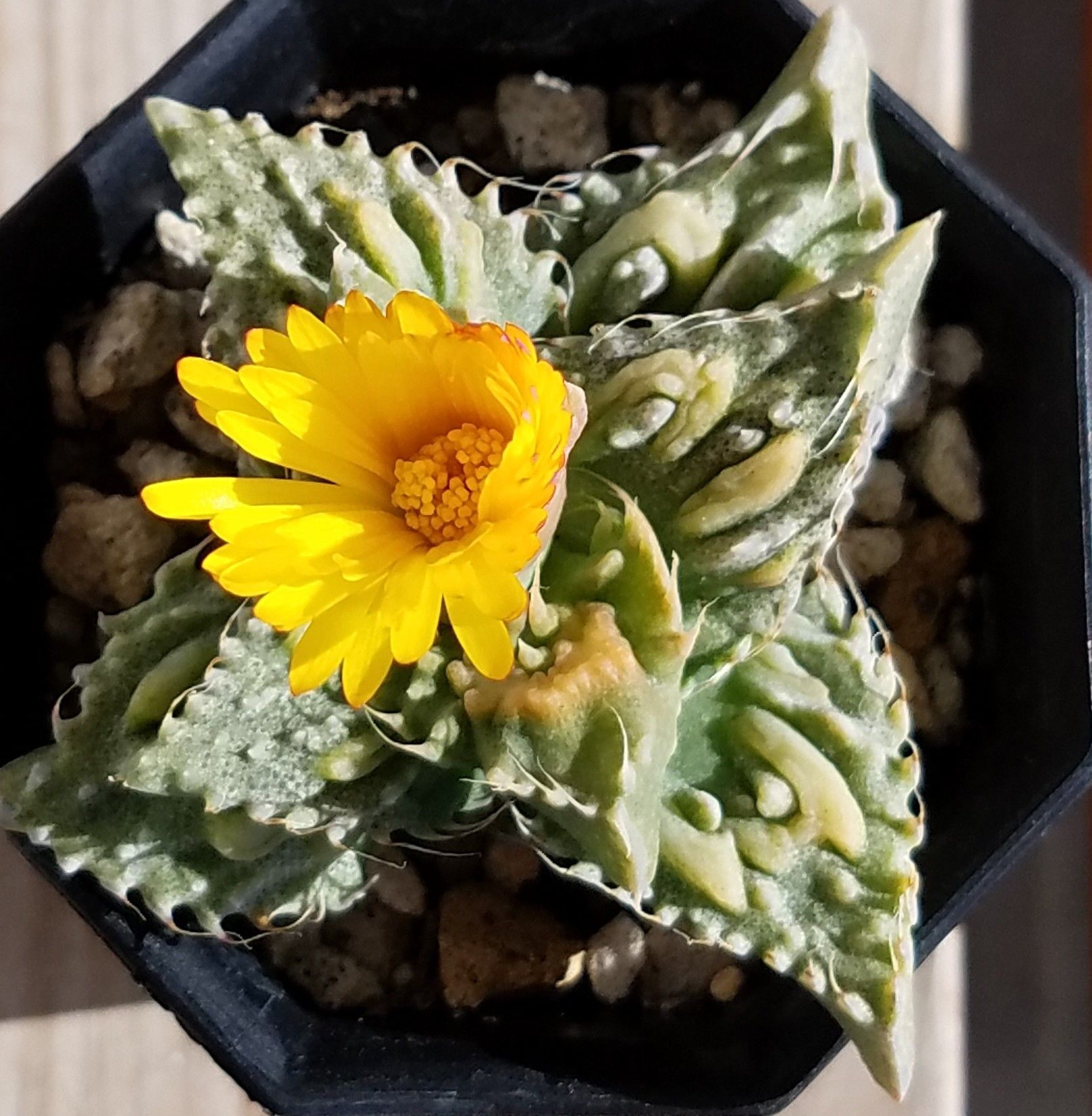 怒涛の花が咲いたぞ デルオの多肉日記 楽天ブログ