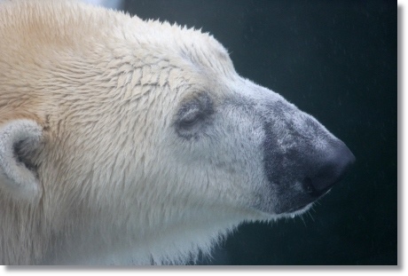 東京旅行-96 ホッキョクグマ-2 13.10.5