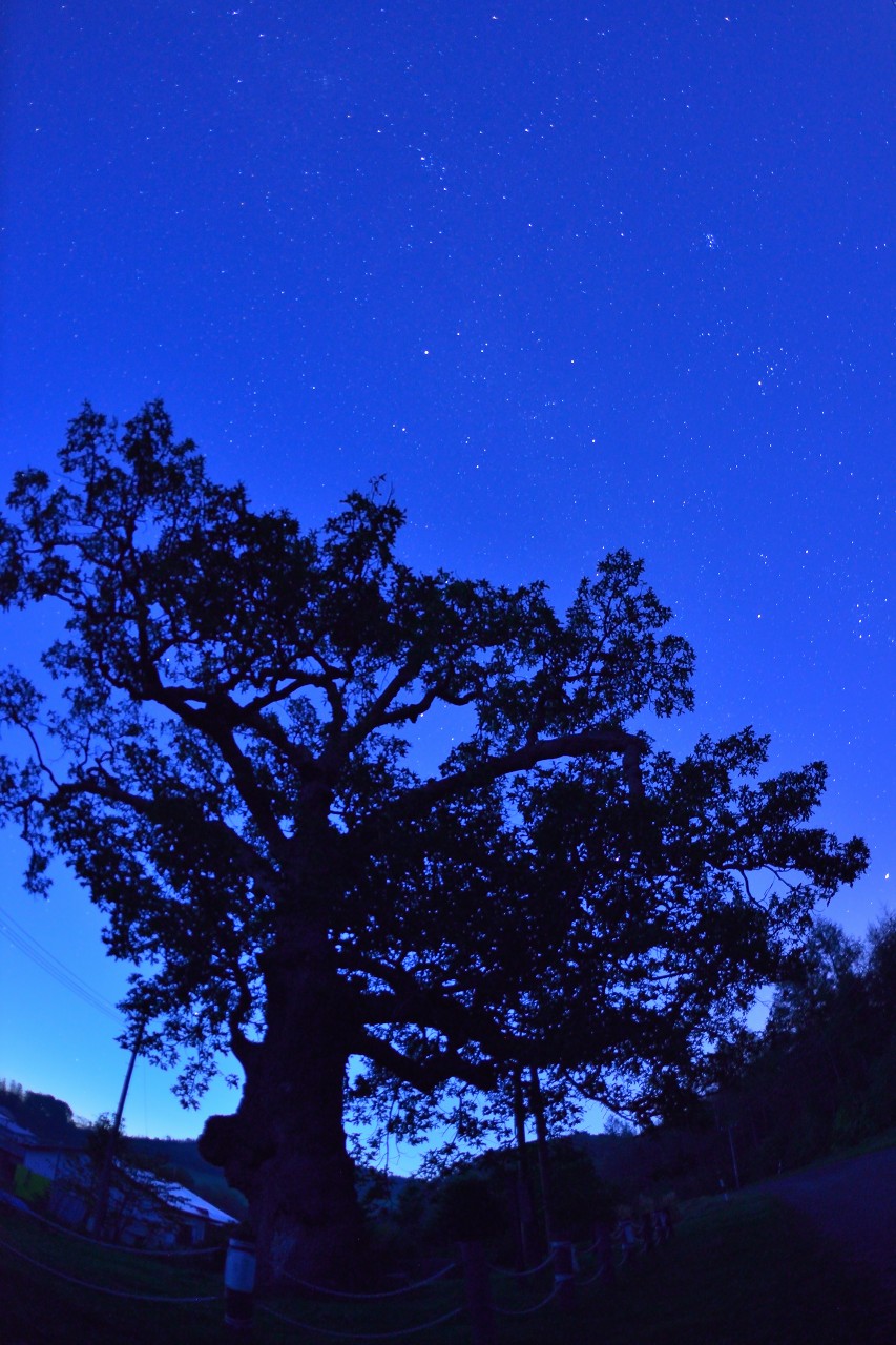 オホーツク 緋牛内の大カシワ 星空 北見市 H260923撮影