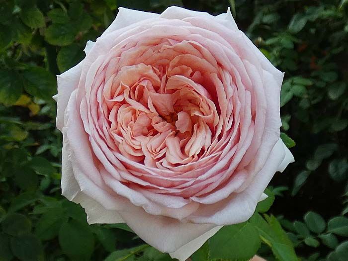 今日咲いてるバラすべて～アブラハム・ダービー、エブタイド、エルモサ、モーパッサンほか | バラの美と香りを求めて - 楽天ブログ