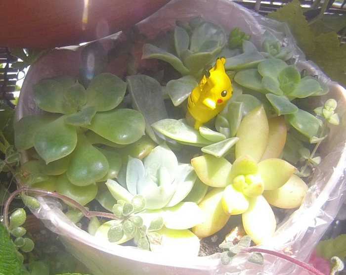 多肉植物の寄せ集め植えがいい感じに見える Cubic Orange 多肉植物と天然石と手作りと 楽天ブログ