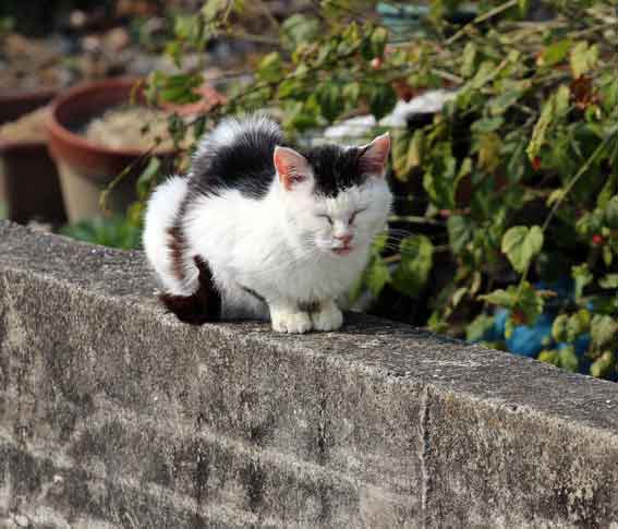 我が家のニャンコ♪2014/03/24-2