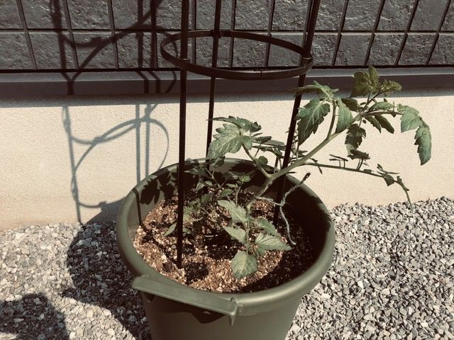栽培日記 トマトの誘引 わき芽とり 庭ぐらし 楽天ブログ