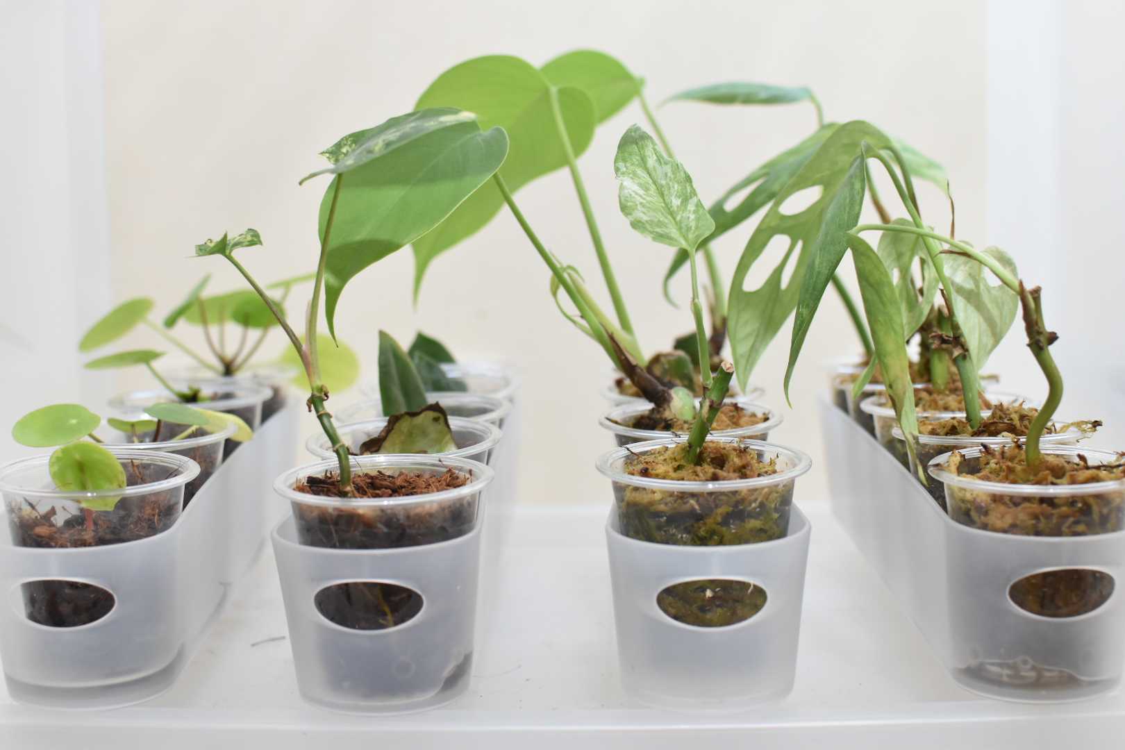 斑のある暮らし。┃植物の記録