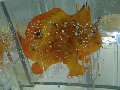 Brackish Water frogfish36