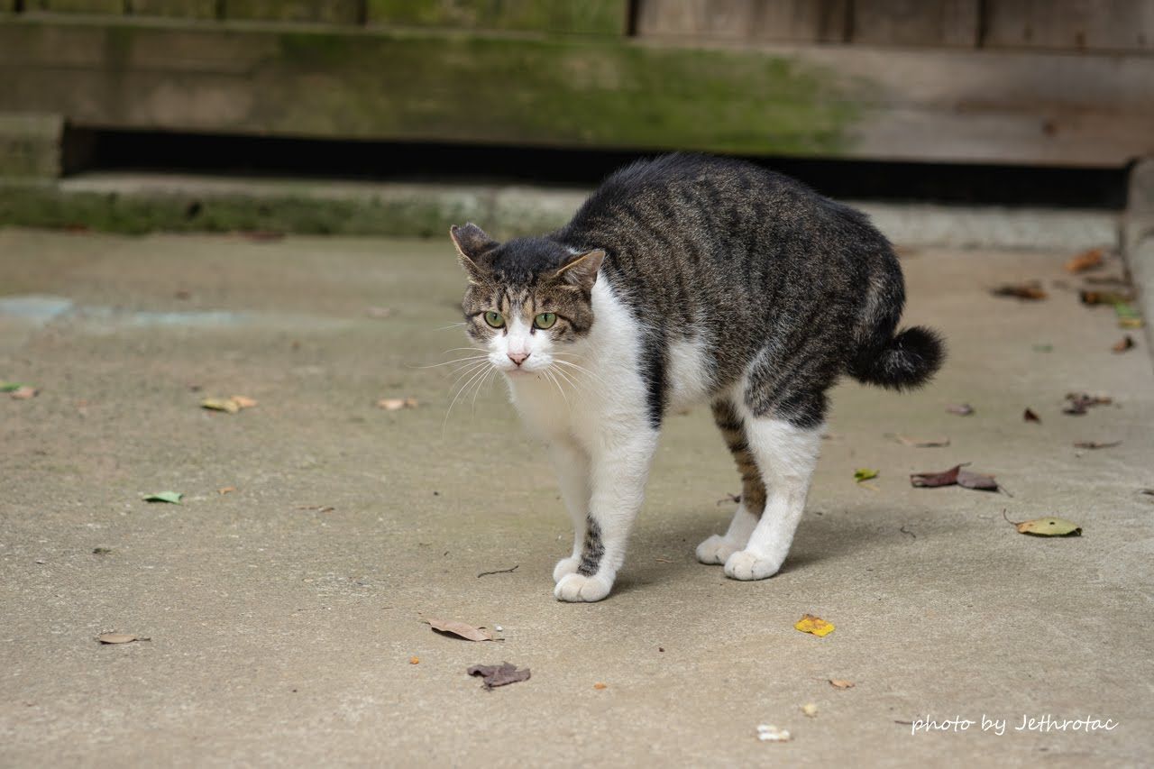 Ai Micro-Nikkor 105mm F2.8Sを使いこなす... | ♡ With My Cobby