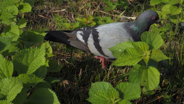 20150710鳩2.jpg