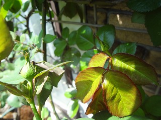 DSC04920.jpg