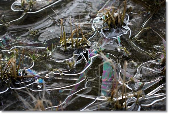 大野湊緑地公園-17 氷-2 15.1.21