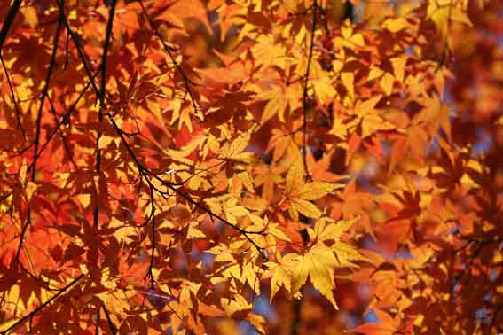 神山森林公園の紅葉-2♪