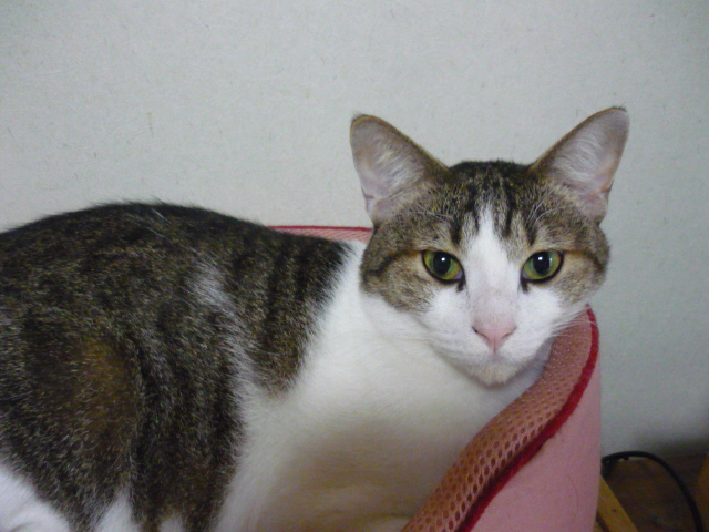 P1020055.JPG
