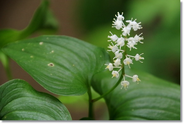 実家の庭-9 マイヅルソウ 16.4.25