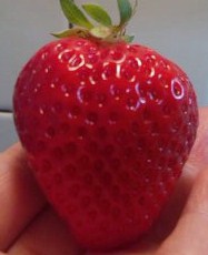 大きなあまおう