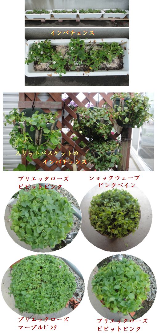 切り戻したインパチェンスとペチュニア