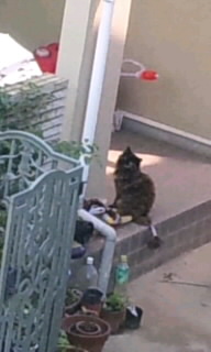 黒猫２.jpg
