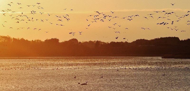 IMG_4016 (800x384).jpg