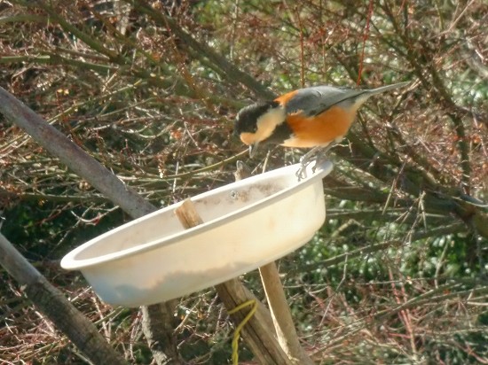 冬の野鳥 004.jpg